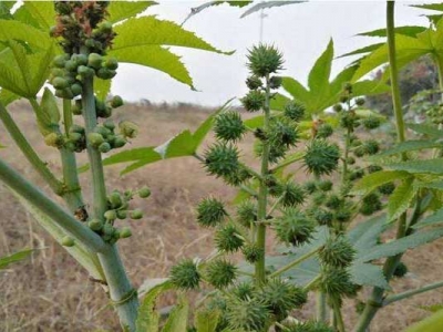 蓖麻子什么時(shí)間種？