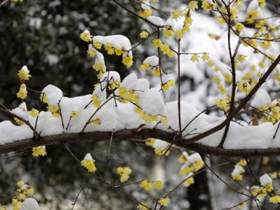 臘梅夏天能開(kāi)花嗎？