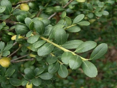 龜甲冬青開(kāi)花結(jié)果嗎？