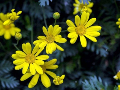 黃金菊夏天開花嗎？