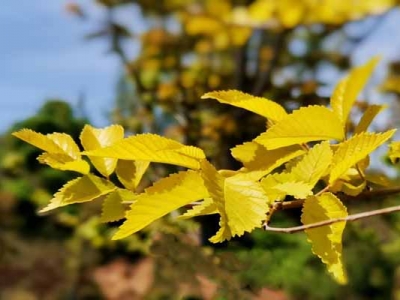 金葉榆開(kāi)花嗎？