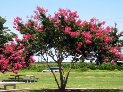 紫薇樹開花時間長嗎？