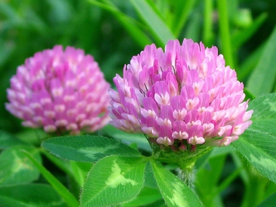 紅三葉草多久發(fā)芽？