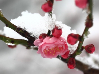 梅花樹苗多少錢一棵？