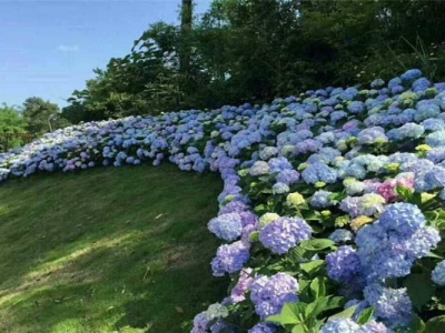 繡球花苗多少錢一顆？