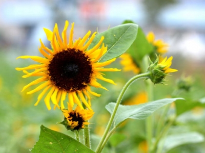 今年6月10號種的葵花還能成熟嗎？