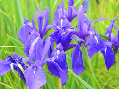 馬連花當(dāng)年開花嗎？