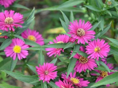 荷蘭菊當(dāng)年開花嗎？