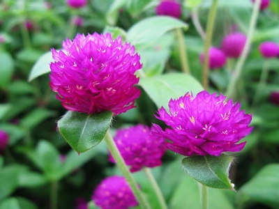 夏秋開(kāi)花的花卉？