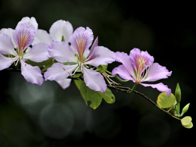 紫荊花開花的季節(jié)是什么時候？