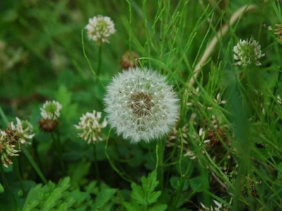 野花組合能開花多久？