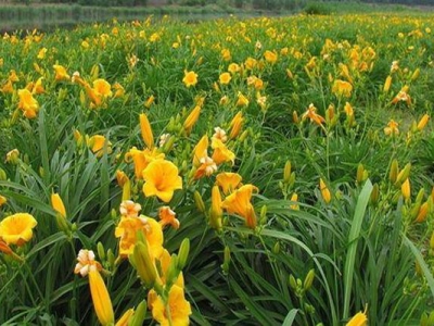 大花萱草開(kāi)幾次花？