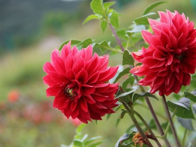 夏季開紅花的草花是什么？