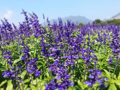 鼠尾草的花香嗎？