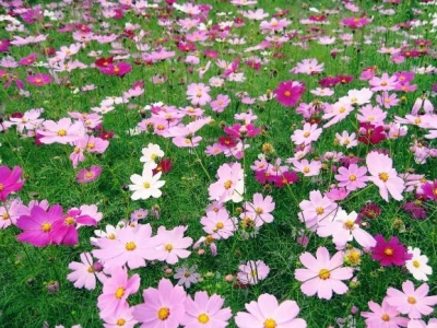 浙江野生種植的花