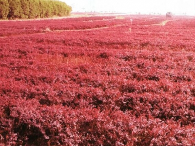 紅花檵木陜西能過(guò)冬嗎