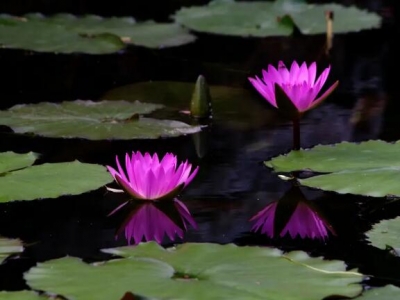 當(dāng)年種睡蓮根塊能開花嗎