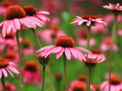 松果菊五月種了當(dāng)年還開花嗎