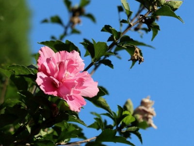 木槿花6月份可以移植嗎？