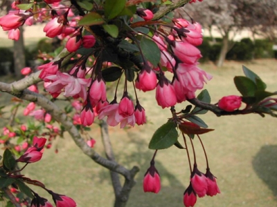 垂絲海棠的花是什么顏色？