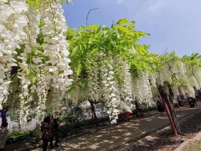 紫藤花有樹狀的嗎？