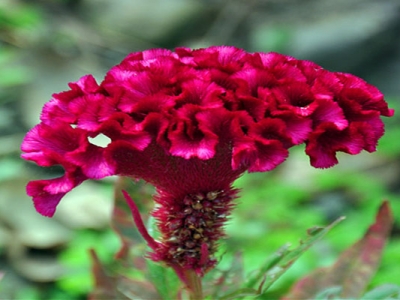 鳳尾雞冠花從種子到開花需要多久？