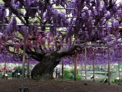 紫藤花種子種植能開花嗎？