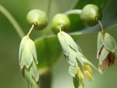 草菩提子幾月播種