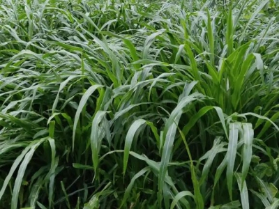 黑麥草幾月份發(fā)芽