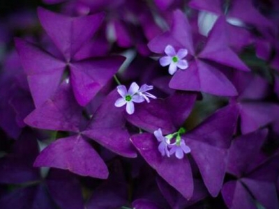 十一月份開花的草花品種？