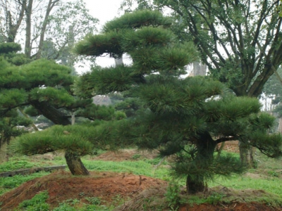 黑松開花是什么時候？