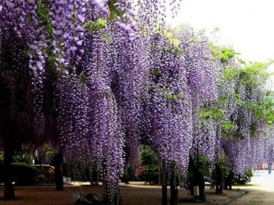 紫藤夏天會開花嗎？