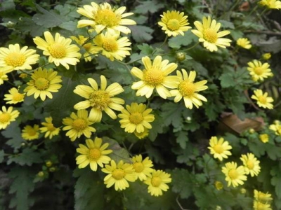 野菊花什么季節(jié)開(kāi)花？