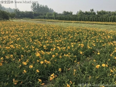 萱草一株多少錢