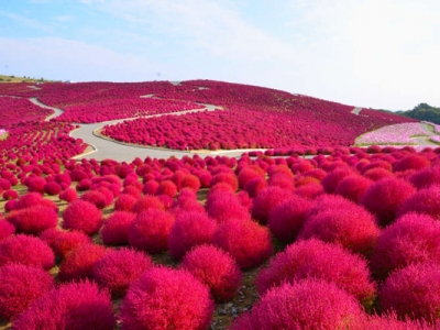 地膚種子種植時(shí)間是幾月？