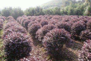 紅繼木的最佳移栽時(shí)間