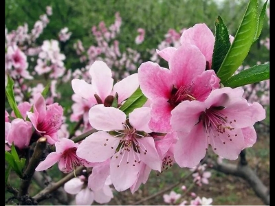 春天3月份開的花