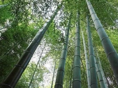 河南住宅區(qū)一般栽植的是什么種類的竹子