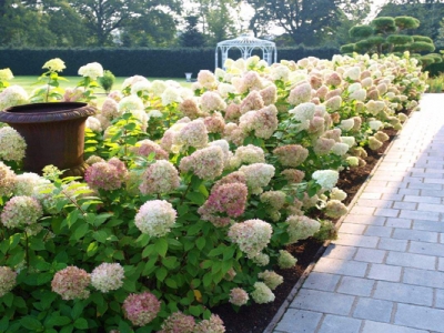 繡球花有味道嗎？