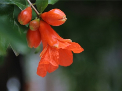 東北有石榴花樹嗎？