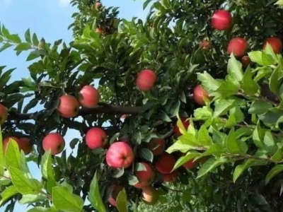 養(yǎng)雞的地方可以種些什么植物