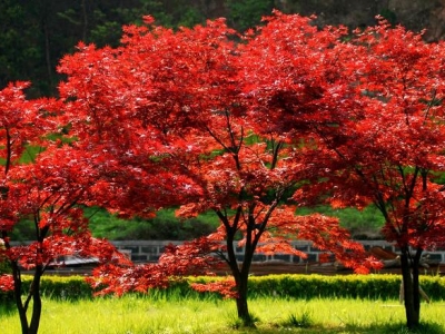 園林綠化什么植物適合夏季種植