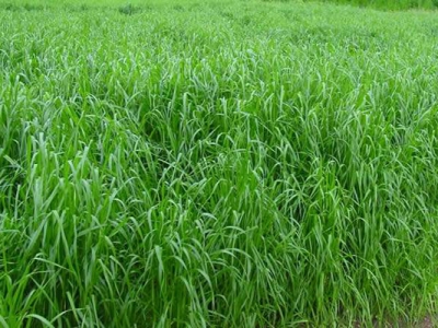 多年生黑麥草和一年生黑麥草有什么區(qū)別？