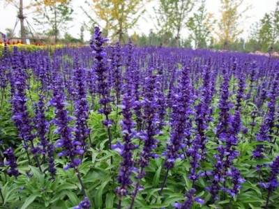 鼠尾草與藍(lán)花鼠尾草的區(qū)別是什么？