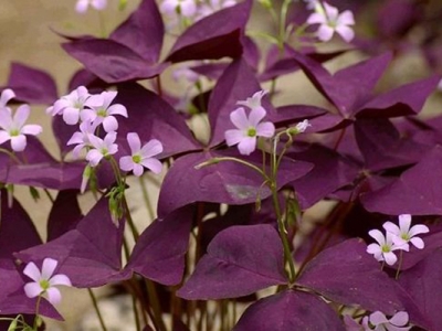 紫葉醡漿草開花時(shí)間是幾月？