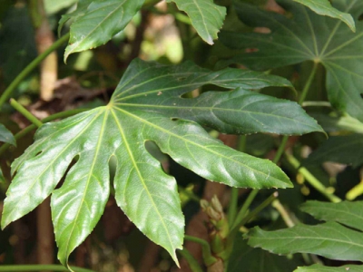 八角金盤是幾年生植物？