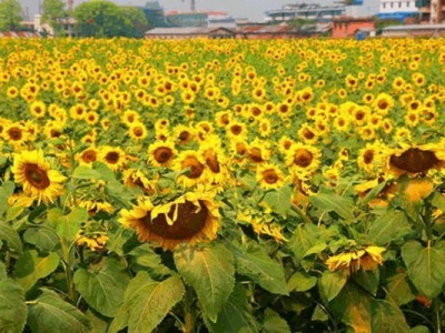 油葵開(kāi)花期多久？