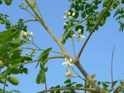 辣木樹的種子幾天才會發(fā)芽？