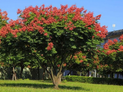 欒樹(shù)種子泡幾天為好？