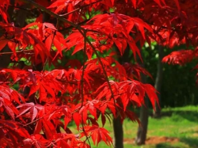 紅楓樹適合什么氣候